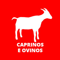 Caprinos e Ovinos